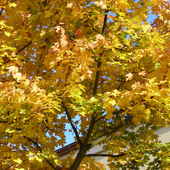 ...i jeszcze kolory jesieni!!!