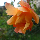 jesienna róża, ostatnia w ogrodzie