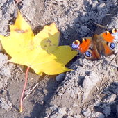 Jesienny motyl.