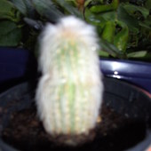 kaktus 