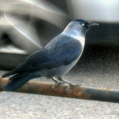 Kawka-ptak miejskich ulic
