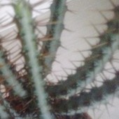 Kolejna nowosc:)  Euphorbia aeruginosa...