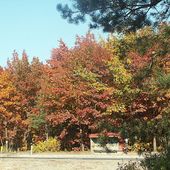 Kolory jesieni.