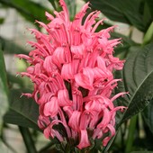  Kwiat tropiku - N N.  Makro.   Ogr. Bot.