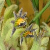  Kwiatki Kangaroo Paw. Nazwa botaniczna Anigozanthos Green.  Makro.