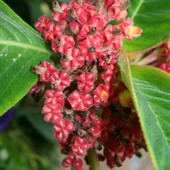  Kwiaty - owoce  N N . Strefa tropiku  Ogr. Bot.