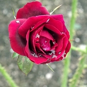 Moja Ulubiona Róży