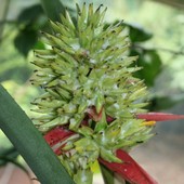 Owoce kwiatu tropiku - N N.  Ogr. Bot.
