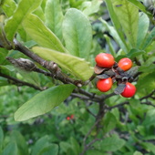 Owoce Magnolii Gwia