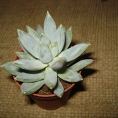  Pachyphytum Compact