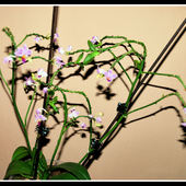 Phalaenopsis, ma 8 keik :D