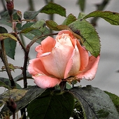 róża w różowym odcieniu