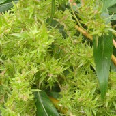  Tak kwitnie wierzba mandżurska-Salix babylonica var.perkinensis. Ogr. Bot.