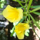Thevetia peruwiana. Cieplarnia Ogr. Bot.