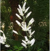  Whitfieldia longifolia. Subtropik Ogr. Bot.