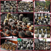Wystawa kaktusów 