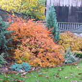 Złota jesień w moim   ogrodzie;