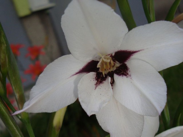 Acidandhera bicolor - gladiola abisyńska czyli pachnący mieczyk.  Makro.