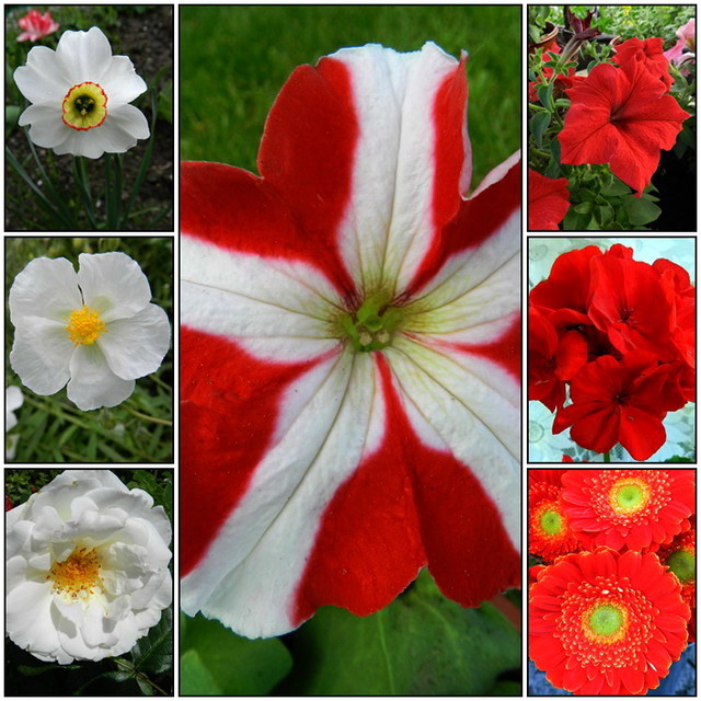  Biało-Czerwone       kwiaty.