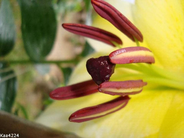  Makro wnętrza kwiatu lilii.