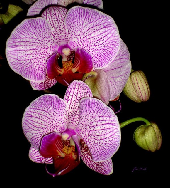 orchidea z bliska