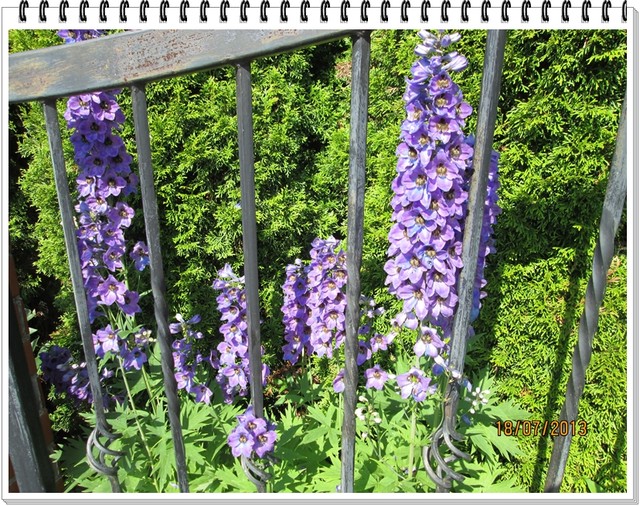 ostróżka ogrodowa - kolor standard niebieski