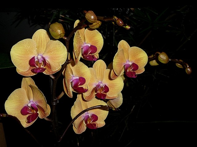 Phalaenupsis