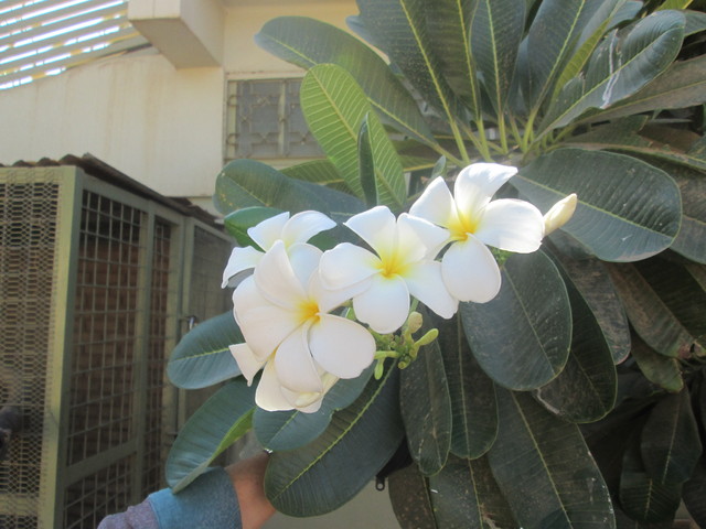 piekne kwiaty- plumeria krolewska