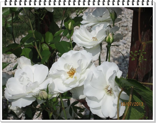 róża pnąca kolor biały