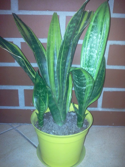 Sansevieria t. gold flame