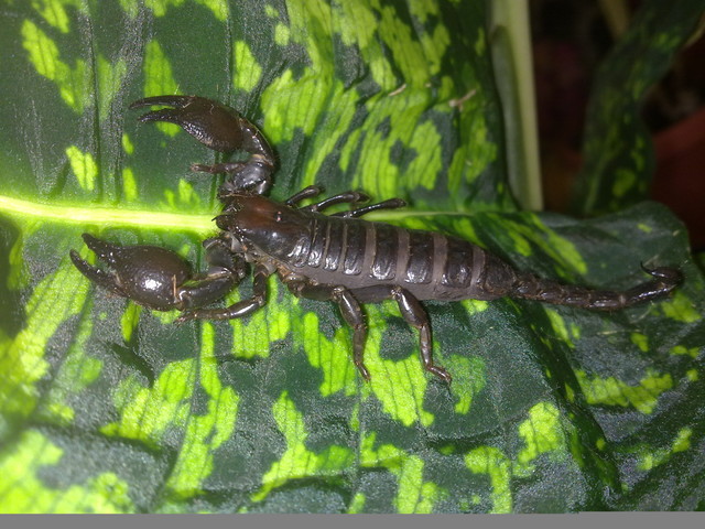 Skorpion na Difenbachii.
