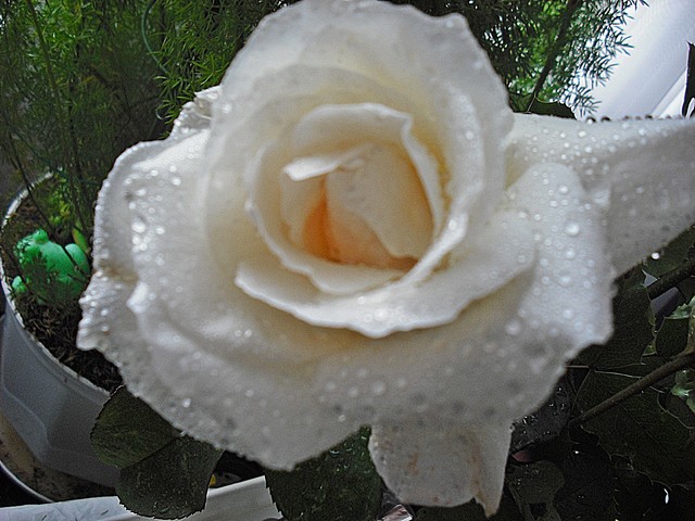Śnieżno -deszczowa różą...