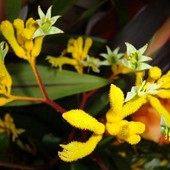  Anigozanthos Yellow - jego kwiatki.  Makro.