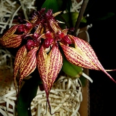 Bulbophyllum Leysianum
