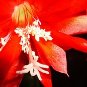  Epiphyllum Ackermannii - Kwiat .  Makro.