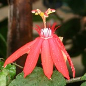 Kwiat czerwonej Passiflory  makro. Subtropik Ogr. Bot.