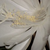 Na koniec sesji to co lubię- Epiphyllum Oxypetalum.  Makro wnętrza kwiatu.