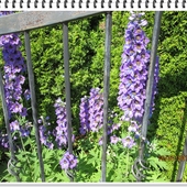 ostróżka ogrodowa - kolor standard niebieski