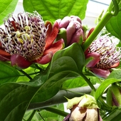 Passiflora alata...