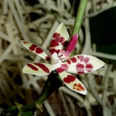 Phalaenupsis Maskulata