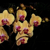 Phalaenupsis