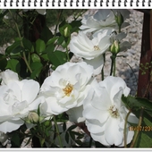 róża pnąca kolor biały