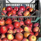 zbiór jabłek