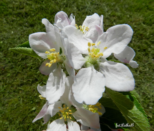 Białe kwiaty jabłoni.