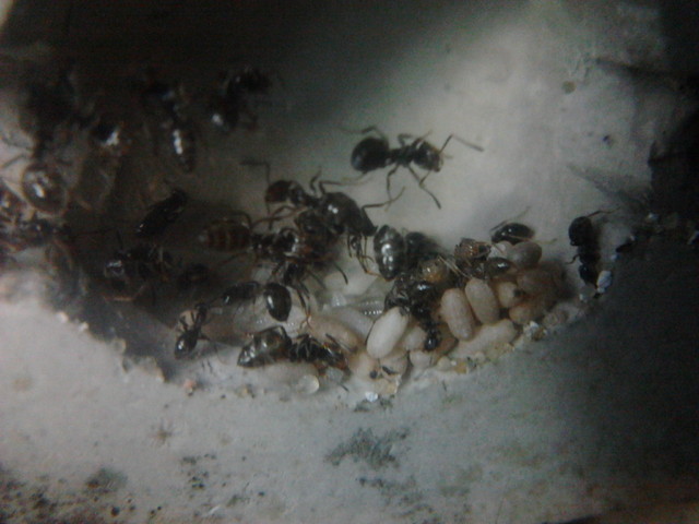 Coś z mojej hodowli mrówek [ Lasius niger] 