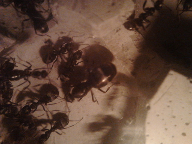 Coś z mojej hodowli mrówek [Formica cinerea ]