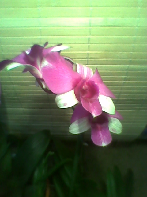 Dendrobium phalaenopsis  mini kwiaty