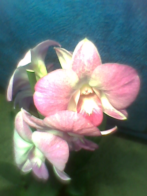 Dendrobium phalaenopsis o dużych kwiatach