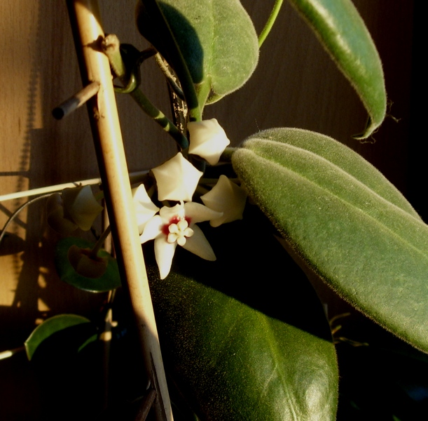 Hoya calycina pierwszy kwiatek