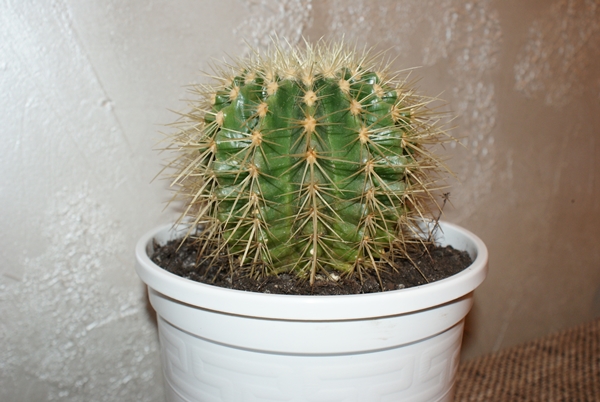 kaktusik